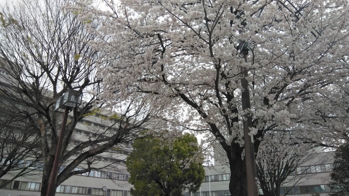 桜満開