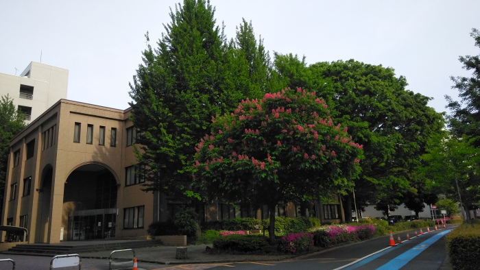 輝く新緑とお花