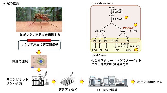 シオノギ感染症研究振興財団「創薬研究」採択-1_R0712